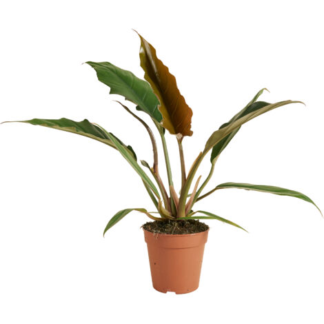 Bloomique - Philodendron Bipinnatifidum Choco Empress - Plante d'intérieur - Purificateur d'air - Hauteur 15-25 cm - Pot de 12 cm