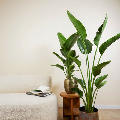 Plante Strelitzia Nicolai (Oiseau De Paradis) XL - 150-170 Cm - Purificatrice D'air - Pot 27 Cm