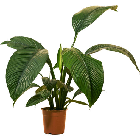Bloomique - Spathiphyllum Sensation - Lis de la paix - Plante d'intérieur XXL - Purificateur d'air - 110-130 cm de haut - Pot de 24 cm (1/5)