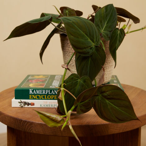 Plante D'intérieur Scindapsus Pictus 'Silvervine' - 20-25 Cm, Pot 15 Cm - Plante Retombante Ou Grimpante, Purificatrice D'air, Facile D'entretien