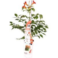 Bloomique - Campsis radicans 'Flamengo' - Bignone rouge - Plantes grimpantes - Plantes de jardin - Rustiques - Hauteur 50-70 cm - Pot 15 cm