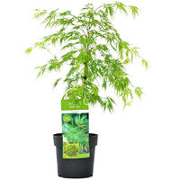 Bloomique - Acer palmatum Dissectum - Érable du Japon - Feuillage vert - Résistant au froid - 50-70 cm de Haut - Pot 19 cm