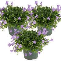 Bloomique - Lot de 3 - Campanula Ambella Lavender - Campanule - Couvre-sol - Plantes de jardin - Résistante au gel - Sans danger pour les animaux - 10-20 cm de haut - Pot 10,5 cm