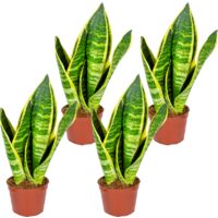 4x Sansevieria Superba P9H20
