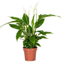 Plante d'intérieur Spathiphyllum – Fleur de lune dépolluante – Hauteur 30-40 cm – Pot 12 cm – Améliore la qualité de l'air