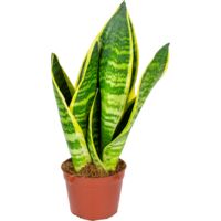 Bloomique - Sansevieria 'Superba' par unité - Plante d’intérieur - Hauteur 20-30 cm - Pot 9 cm