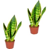 Bloomique - Lot de 2 - Sansevieria 'Superba' lot de 2 - Plante d'intérieur et pot - Hauteur 10-20 cm - Pot 9 cm