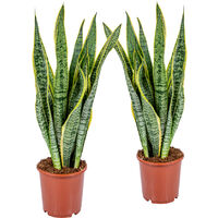 Bloomique - Lot de 2 - Sansevieria 'Laurentii' XL - Langue de belle-mère - Succulente - Facile à entretenir - Hauteur 55-65 cm