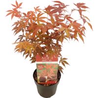 Bloomique - Acer palmatum Atropurpureum - Érable du Japon - Feuillage pourpre - Résistant au froid - 40-50 cm de Haut - Pot 15 cm