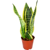 Bloomique - Sansevieria Superba - Langue de belle-mère - Plantes d’intérieur - Dépolluante - Très facile à entretenir - Hauteur 20-30 cm - Pot 12 cm