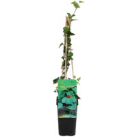 Bloomique - Hedera Helix - Lierre à petites feuilles - Persistant - Plantes grimpantes - Plantes de jardin - Rustique - Pot 15cm - Hauteur 70-80 cm