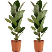 Bloomique - Lot de 2 - Ficus Elastica Robusta - Hva - Plante  caoutchouc  - Plantes d'intrieur - Purificateur d'air - Trs facile d'entretien -  Hauteur 80-100 cm - Pot 21 cm