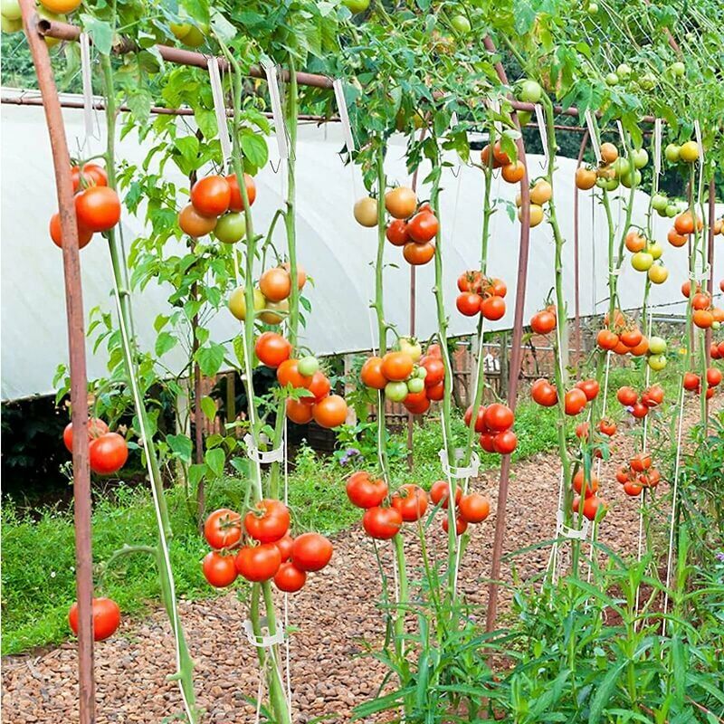 Crochets de Support de Tomate Crochet à rouleau pour plantes -BR-Vie 6  Pièces Tomate Corde