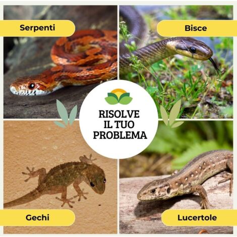 Reptile Growth Recinto Per Rettili 40x25x20cm - Nessun Assemblaggio, Impilabile, Con Chiusura Magnetica - Foto 7