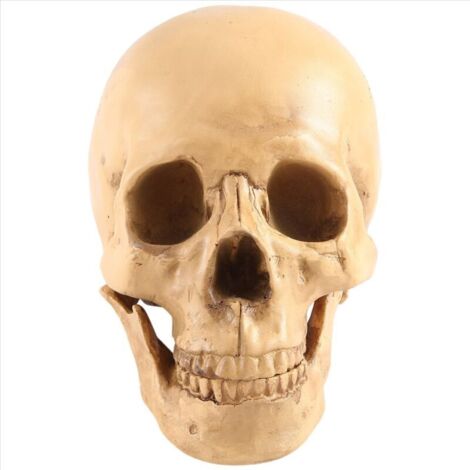 Modèle de crâne en résine Tole10 Bones ⚔️ Boutique Épées