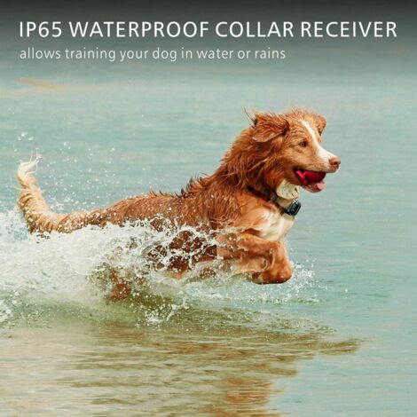 Collier de Dressage pour Chiens Rechargeable et IP67 Étanche avec Distance de 800m avec 99 Niveaux de Mode Vibration, Choc Electrique, Sonore.