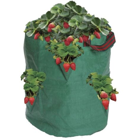 Plant Strawberry Herb Bag 38cm Polyethylene Large Green Garland (1/3)