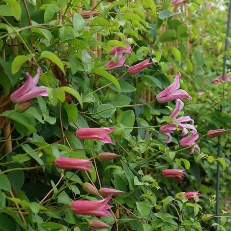 Clématite 'Duchess of Albany' clematis texensis 3L