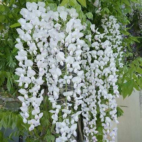 Glycine du Japon 'Alba' - wisteria floribunda 3L