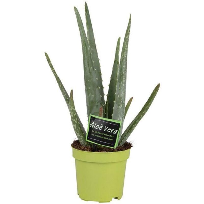Prix D Une Plante Aloe Vera