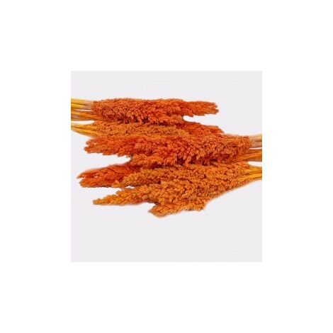 Bouquet d'herbes du Cantal - Orange- Vendu par 6 (1/4)