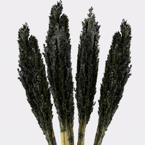 Bouquet d'herbes du Cantal - Noir- Vendu par 6 (1/4)