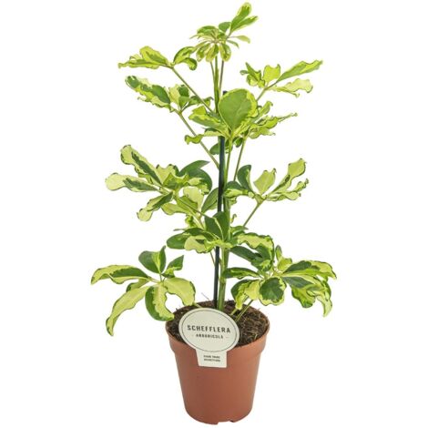 Strahlenaralie – Schefflera Charlotte – Zimmerpflanze – Ø13cm – ca. 45cm hoch – luftreinigende Grünpflanze für Zuhause & Büro