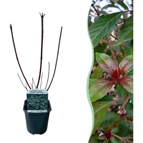 Green boutiQ - Tuinplant - Ligustrum delavayanum - Plant op stam - Terras Plant - Bladhoudend - Weinig Onderhoud - Pot 19cm Hoogte 90cm