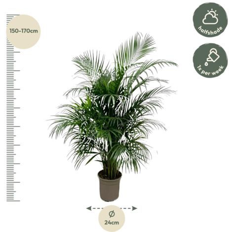 Goudpalm Chrysalidocarpus Areca Lutescens - P 21 cm kopen Goudpalm Chrysalidocarpus Areca Lutescens - P 21 cm kopen