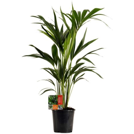 Kentiapalme – Howea Forsteriana – Zimmerpflanze – Ø19cm – ca. 100cm hoch – pflegeleichte & luftreinigende Grünpflanze für Zuhause & Büro