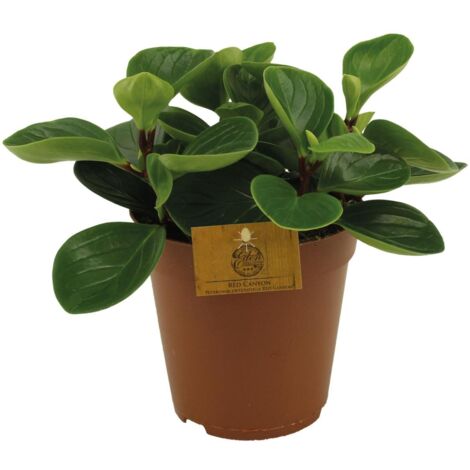 Plante Artificielle Peperomia 73 Cm – Pot Vert & Billes – Occasion Bon État