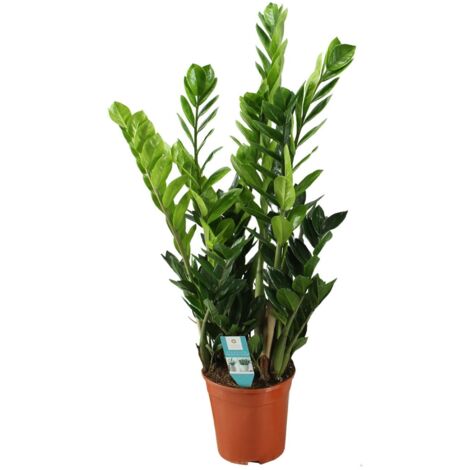 zamioculcas-21cm-en-pot-21cm-hauteur-100cm-plante-verte-type
