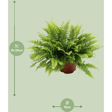 Nephrolepis Boston Green Moment - Fougère Frisée D'Intérieur Trendyplants - Plante Purificatrice D'Air - Hauteur 15-35 Cm Pot 12 Cm