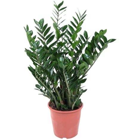 Plante Bureau Verte Zamioculca Zamiifolia Plante D'intérieur - Plante D'intérieur De Zamioculcas Plante D'intérieur