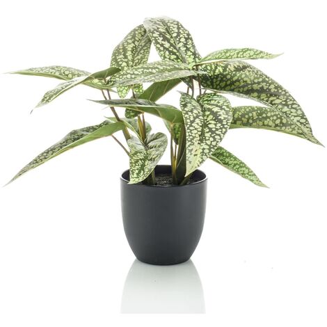 Calathea orbifolia Grande plante d'intérieur décorative – La Green Touch