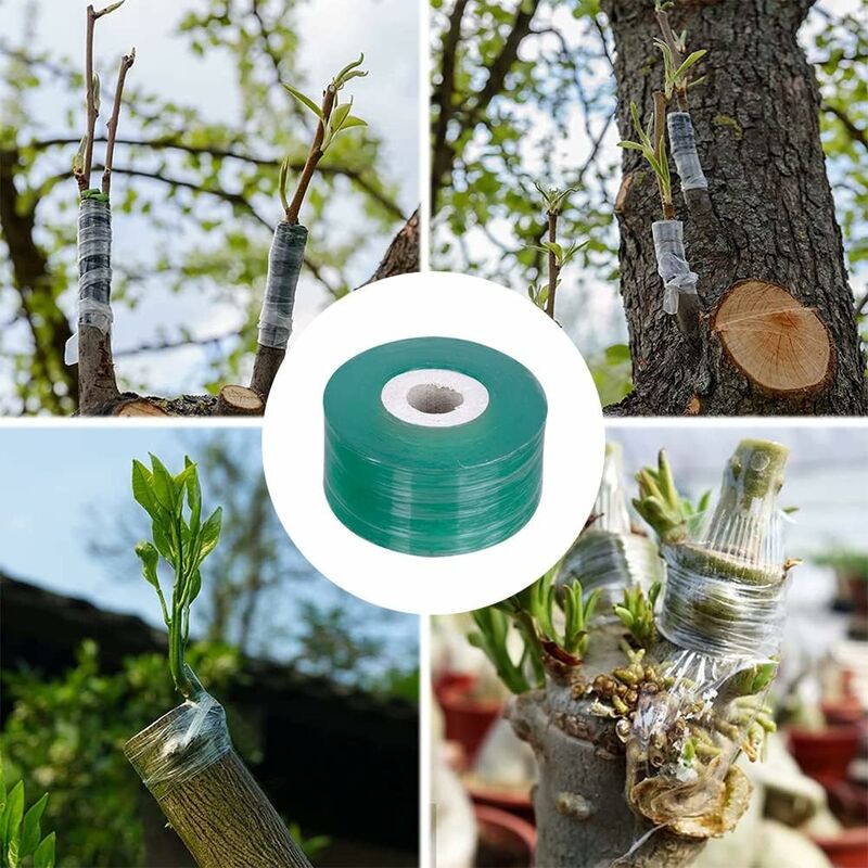 Rpanle Greffage Ruban, Rubans de Greffage, Pepiniere Greffage Ruban