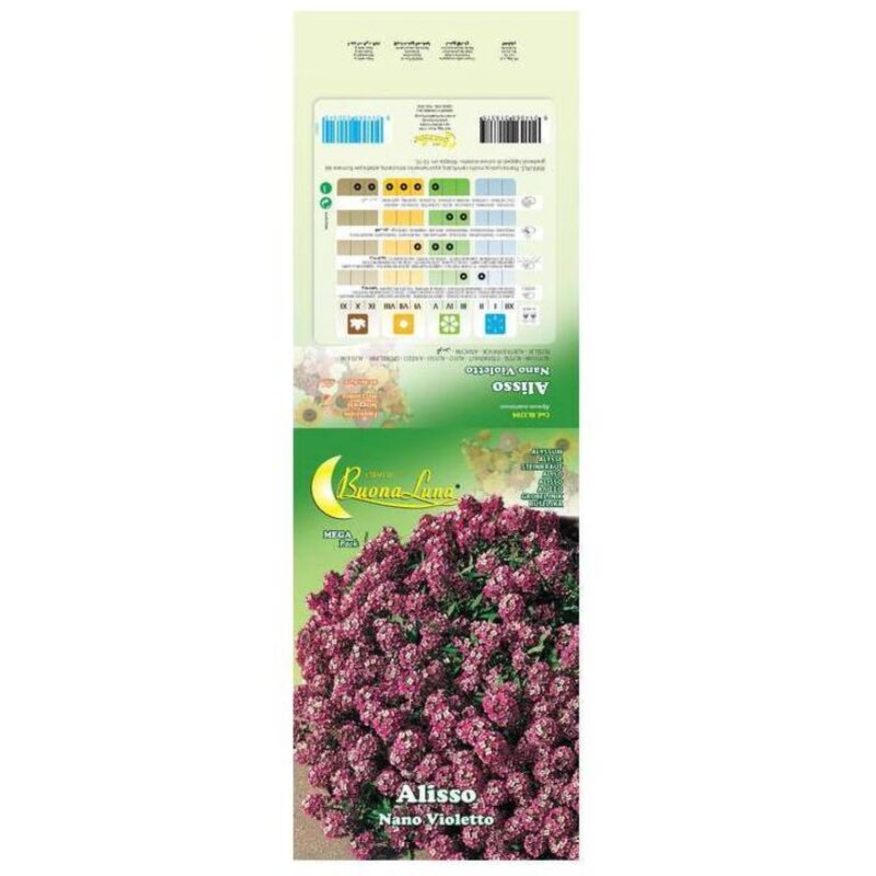 Alisso Nano Tappeto di Neve - Vivai Flor Plant