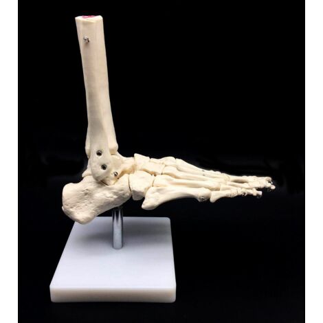 1: 1 Modello Di Anatomia Del Piede Scheletro Umano Piede E Caviglia Con Anatomia Del Modello Anatomico Insegnamento Delle Risorse