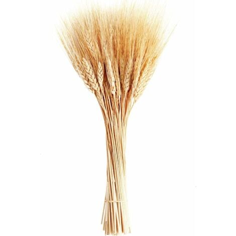 Tiges de blé séchées, 100 tiges de gerbes de blé pour décorer la table de mariage, la cuisine à la maison (20 pouces)