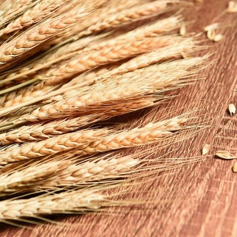 Tiges de blé séchées, 100 tiges de gerbes de blé pour décorer la table de mariage, la cuisine à la maison (20 pouces)
