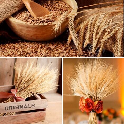 Tiges de blé séchées, 100 tiges de gerbes de blé pour décorer la table de mariage, la cuisine à la maison (20 pouces)