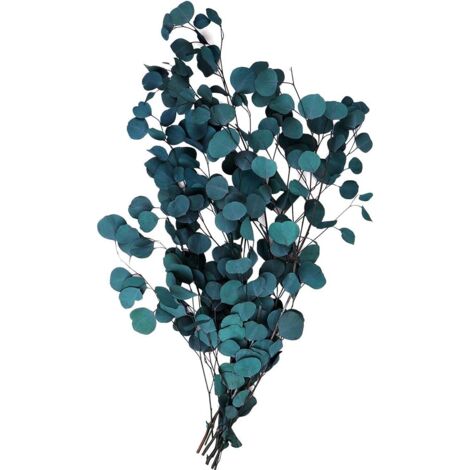 15 Branches D'eucalyptus Séchées Naturelles - 30-38cm - Décoration Maison Et Artisanat