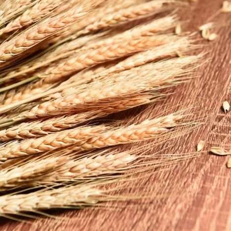Tiges de blé séchées, 100 tiges de gerbes de blé pour décorer la table de mariage, la cuisine à la maison (20 pouces)