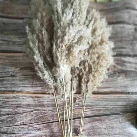 20pcs herbe de pampa séchée naturelle fleurs séchées arrangement de bouquet de fleurs séchées pour la décoration de la maison (50-55cm)
