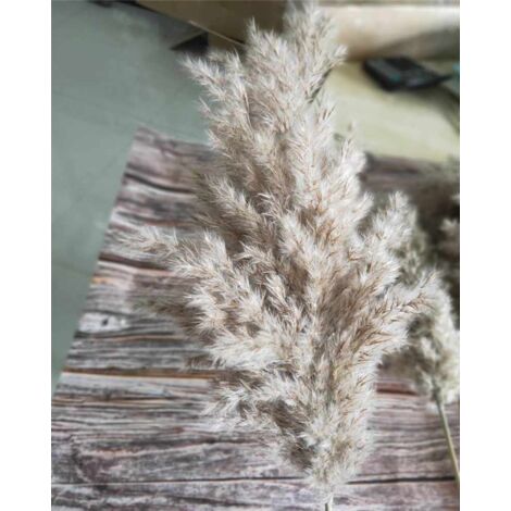 20pcs herbe de pampa séchée naturelle fleurs séchées arrangement de bouquet de fleurs séchées pour la décoration de la maison (50-55cm)