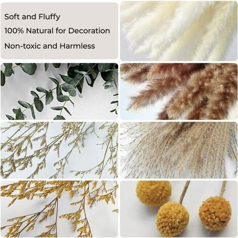 Fleurs séchées, Naturelles Herbe de la Pampa-7 Types différents d'eucalyptus séchées décoration