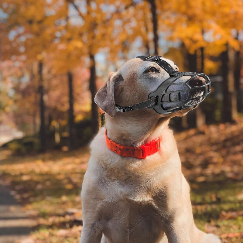 Uselière Pour Chien, Usoliaire Chien, Useliere Anti Aboieent