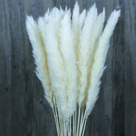 30/60 Pcs Herbe De Pampa De Fleurs Séchées Naturelles, Bouquet De ...