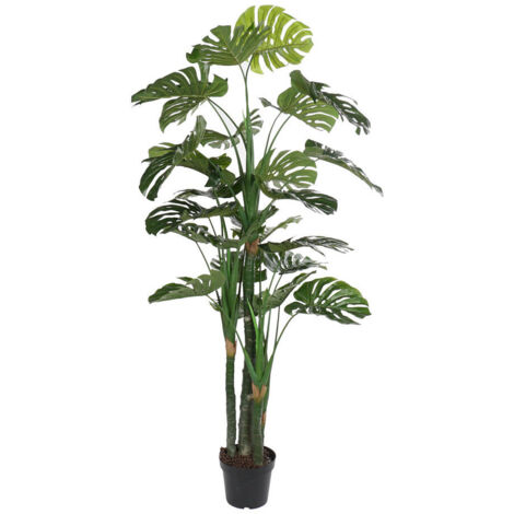 Planta Eva Pp 90X90X200 Costilla De Adan Verde (1/4)