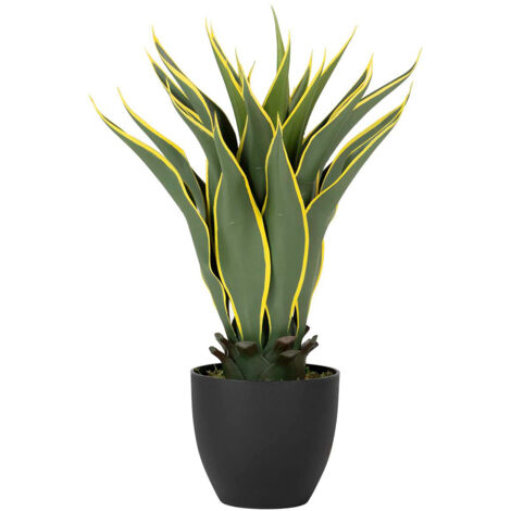 Planta Agave Atenuata 50X50X60 Cm (1/2)